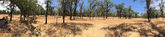 Panorama of the oak savanna yellow grass green trees