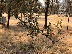 A tree on a dry grass field  Description automatically generated