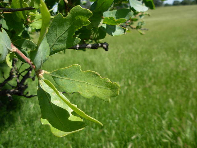 Leaves of Quercus Douglassi