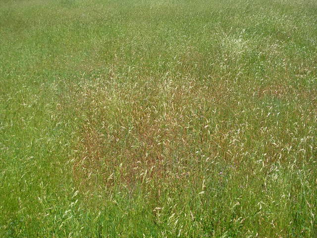 Grasses started to feel dry