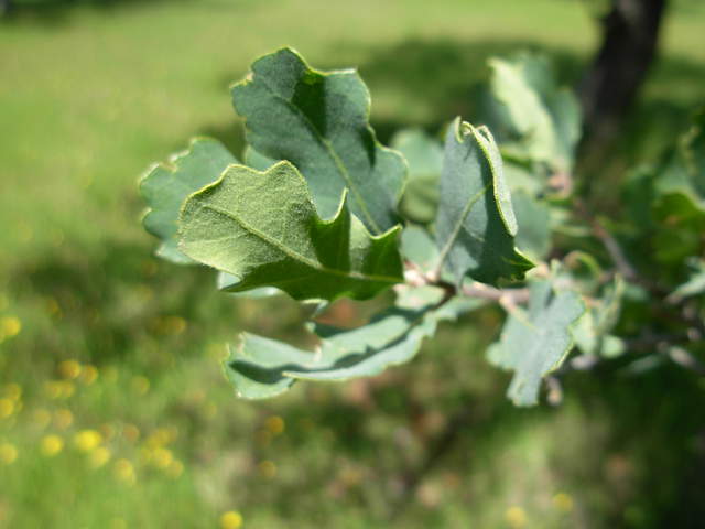 Leaves of Quercus Douglassi in Tonzi ranch