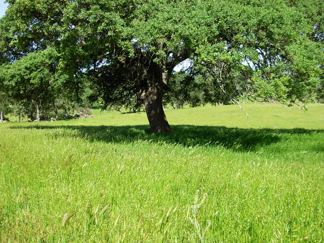 Grass around the big tree at Vaira