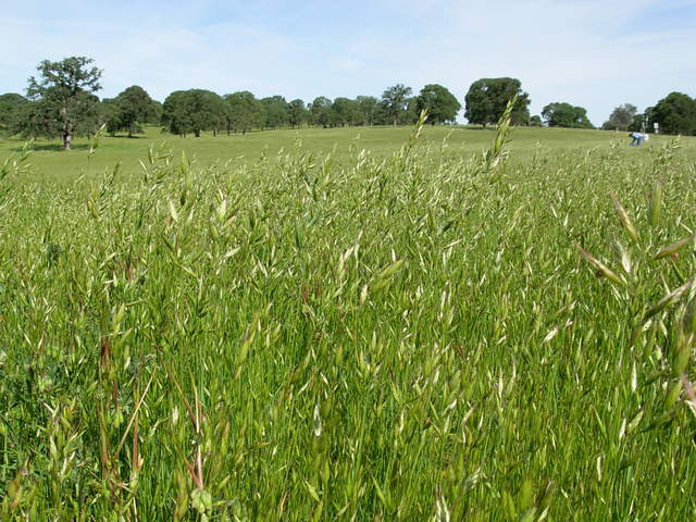 Tall grasses in Vaira ranch