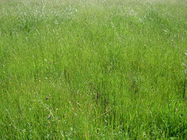 Grasses in Vaira ranch