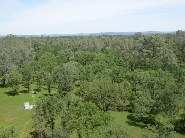 From the top of flux tower