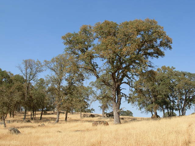 Leaves of several blue oaks turned to yellow!