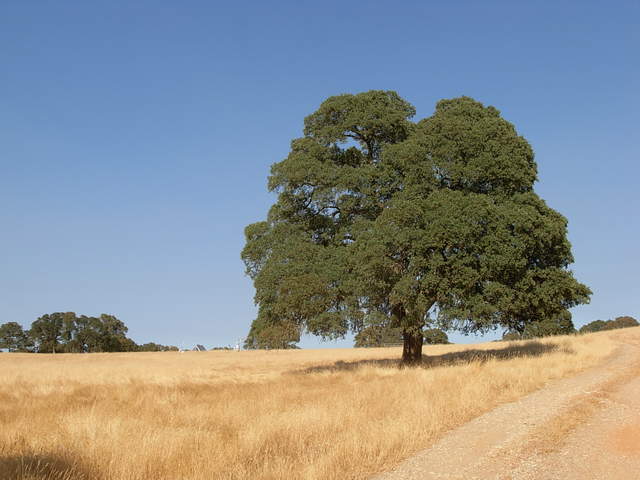 A blue oak in Vaira site