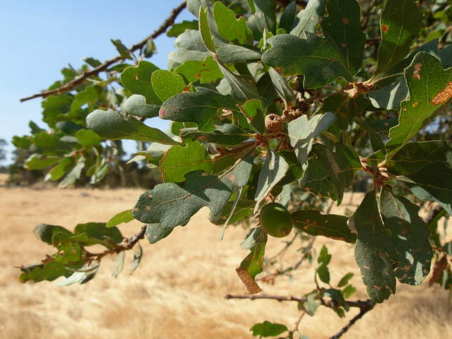 Leaves of the famous blue oak