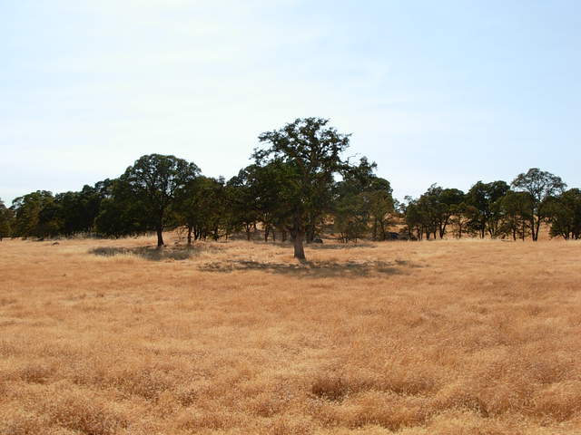 Yellow grass