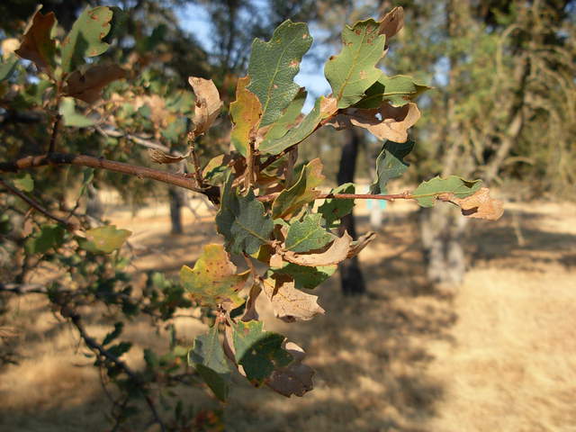 Leaves of a blue oak in tonzi ranch