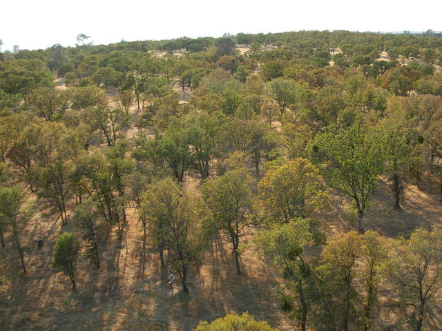 From the top of flux tower. See the colors of trees