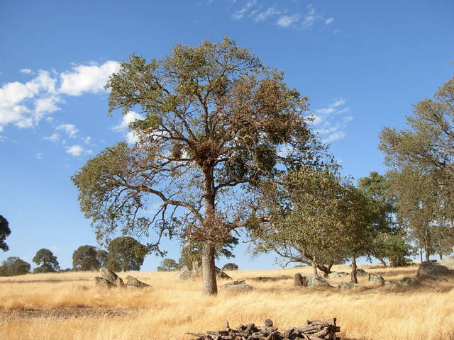 Trees started to fall leaves