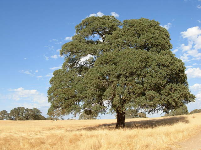 A blue oak in the Vaira ranch