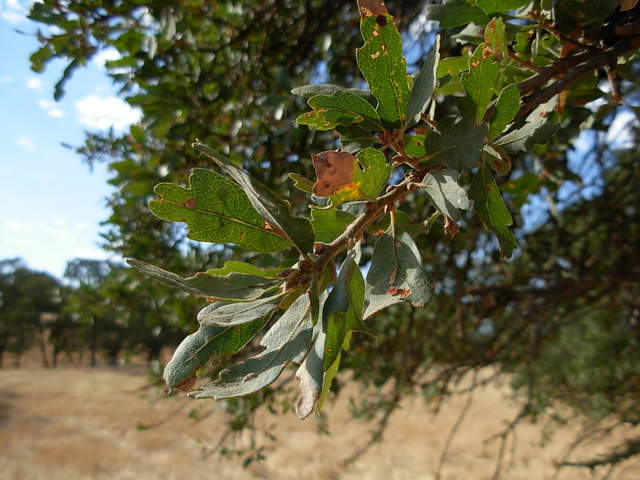 Leaves of a blue oak