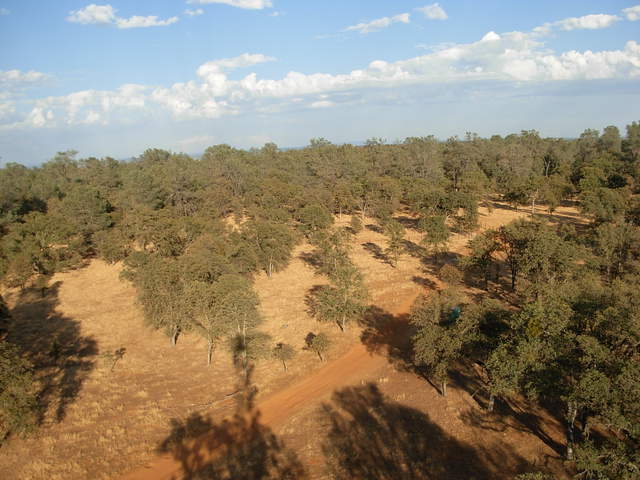 View of oak savanna with dirt road and dead grass from tower top