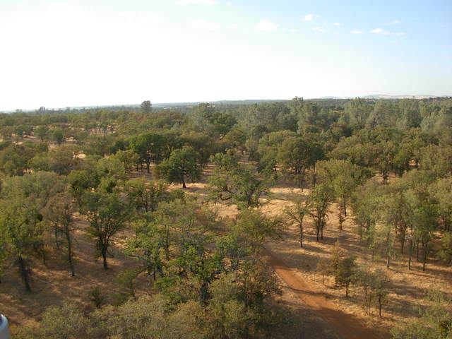 View of oak savanna with from tower top