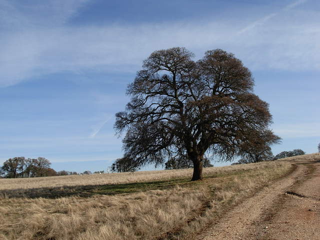 A blue oak