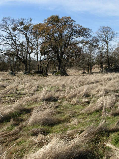 Dead grasses with green-up