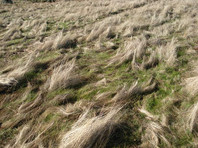 Coexistence of dead grasses and growing grasses