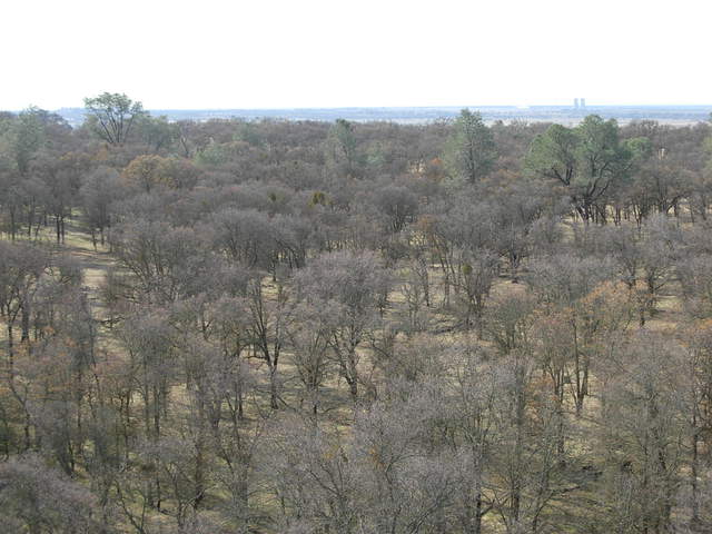 View of oak savanna with leafless oaks from tower top