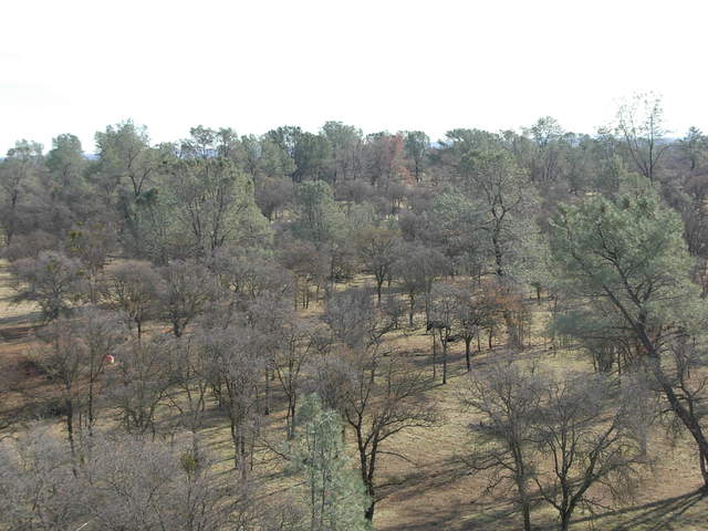 View of pines and leafless oaks
