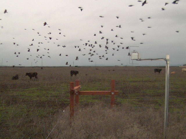 Birds and cows