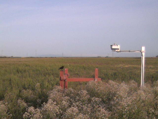 Bird on the fence