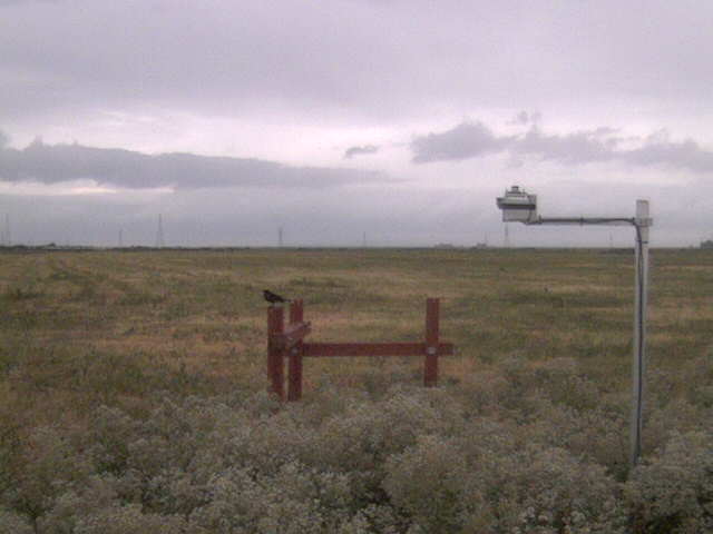 Bird on the fence