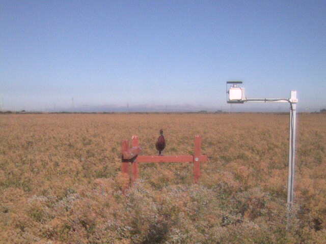 Pheasant on the fence