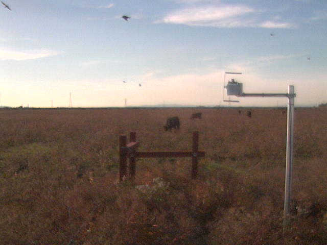 Cows and birds