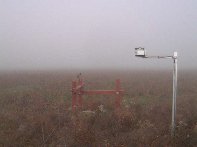 Bird in the fog