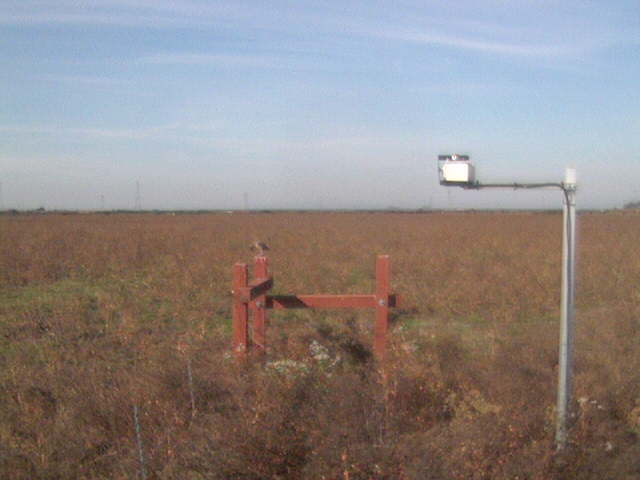 Bird on the fence