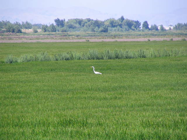  Egret