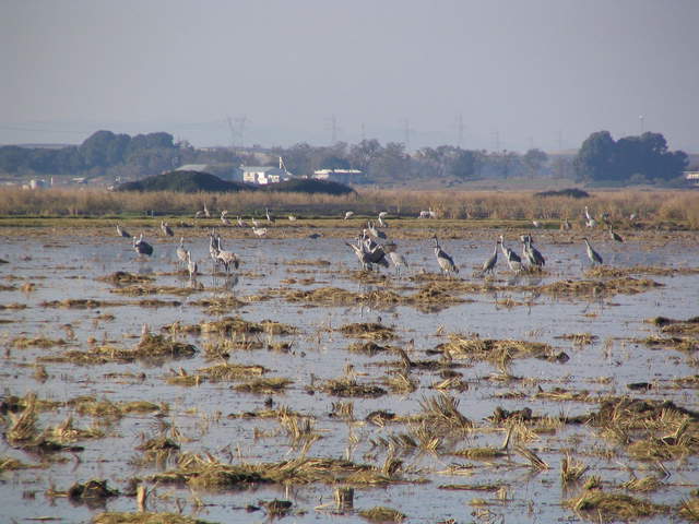 Sand Hill Cranes in a flooded field