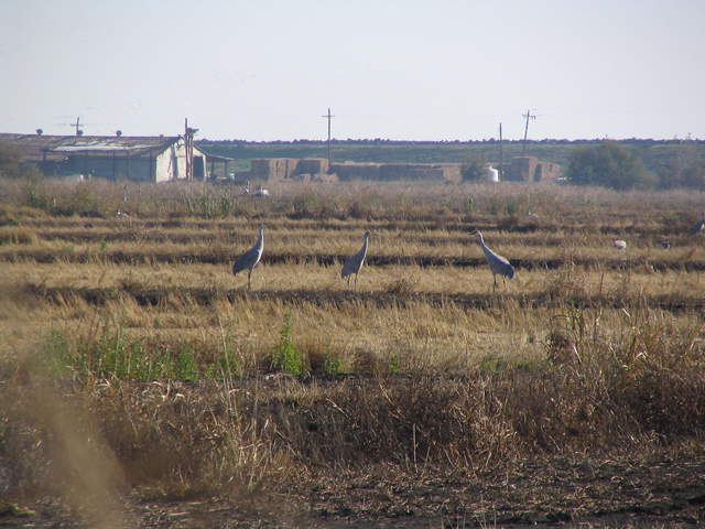  Cranes 2