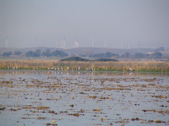  Cranes Windmills