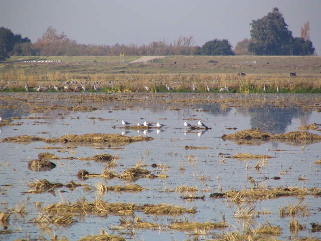 Sand hill cranes and sea gulls on flooded fallow rice field