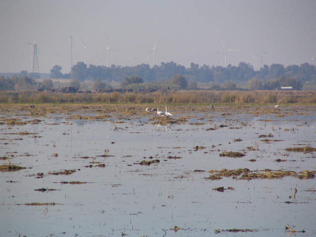 Tundra swans on the fallow flooded rice paddy