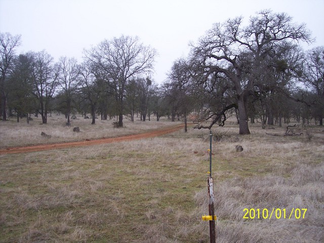 dirt road, new grass and bare oak trees