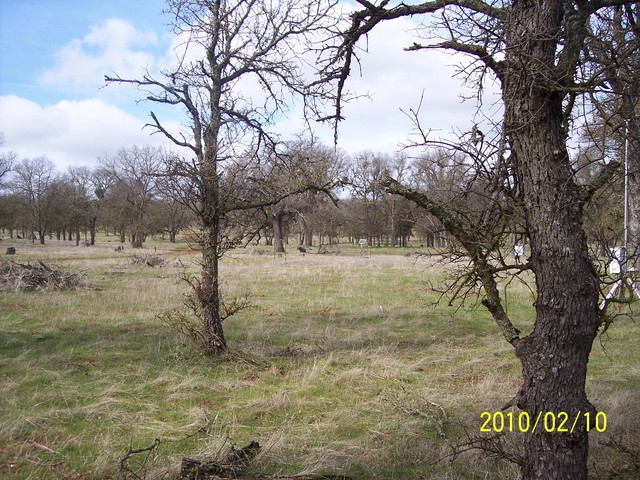Leafless oaks and new grass