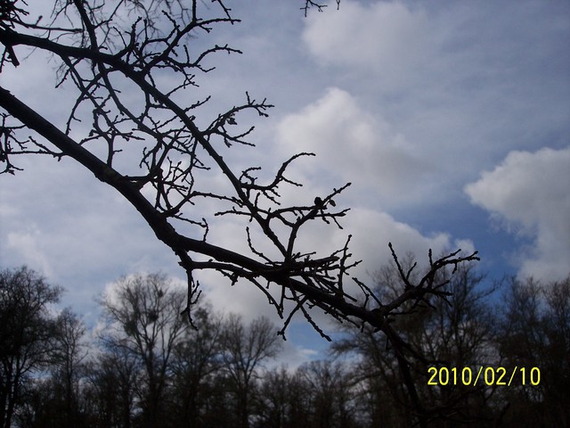 Oak twigs against cloudy sky