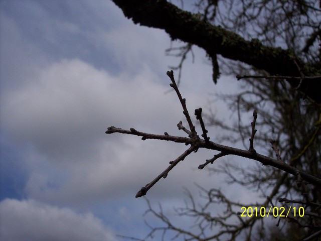 Oak twig against cloudy sky