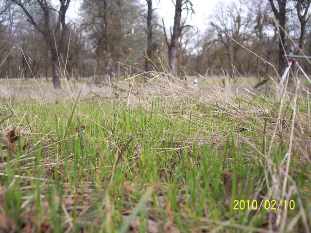 Close up of new grass sprouts