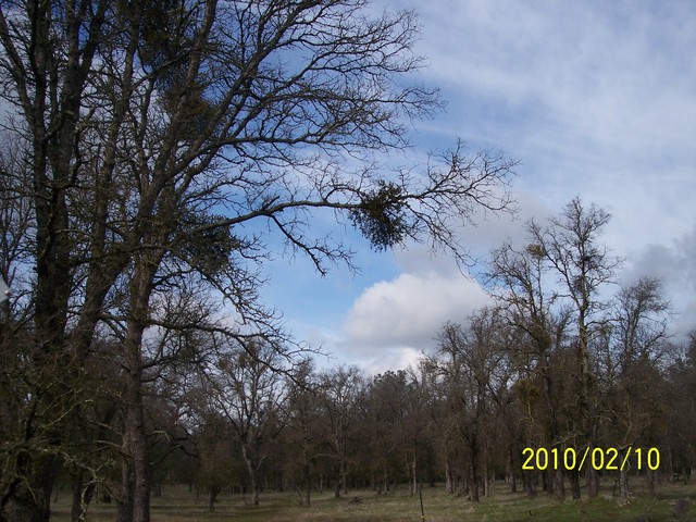 Leafless oaks and cloudy skies