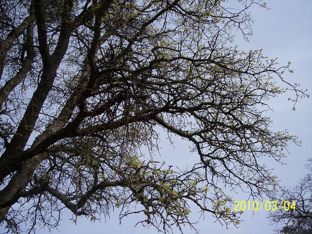 New leaves on oak branches against the sky