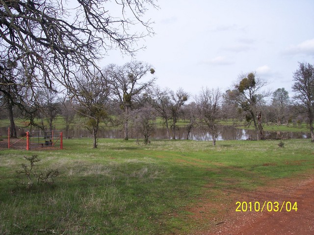 View of the Tonzi pond