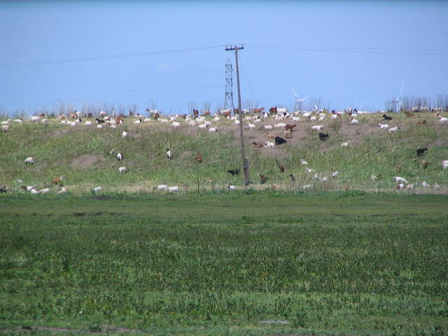 Zoom in of goats on Sherman levee