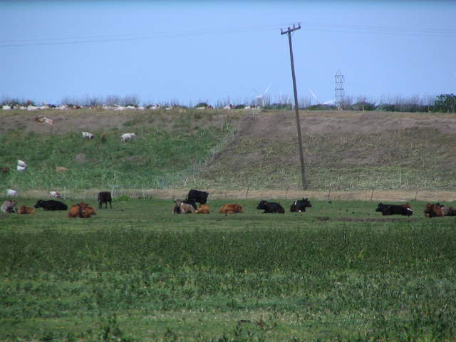 Zoom in of goats and cows in Sherman pasture