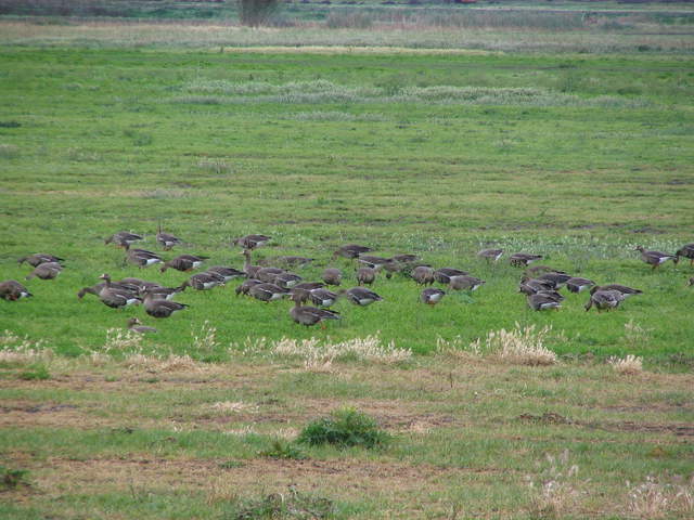 Greater white fronted geese on field