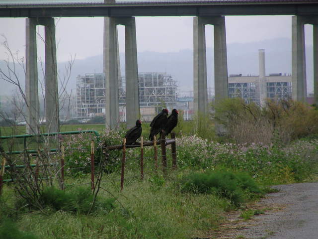 Turkey vultures on fence